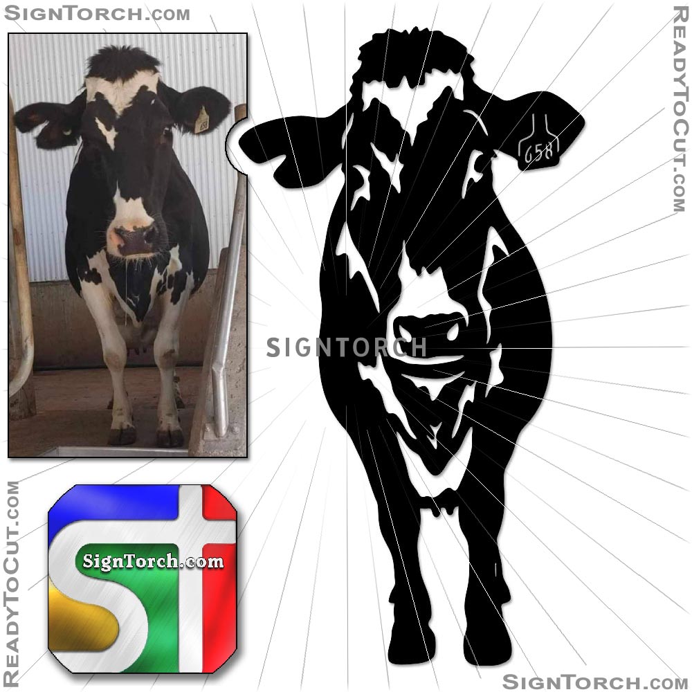 cow6465.jpg