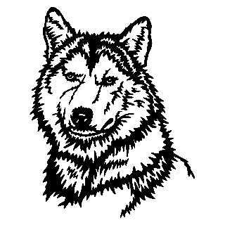 husky_dog_sketch.gif