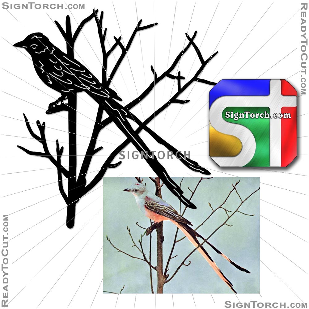 scissor_tailed_flycatcher_tree~.jpg