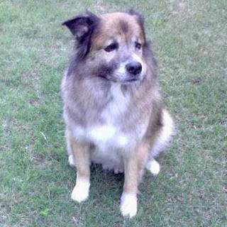 sitting_dog_portrait_zoom.jpg