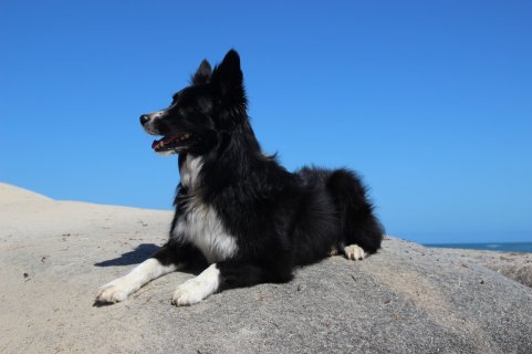 Dog on a Rock.JPG