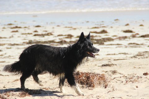 Dog on a Rock 2.JPG