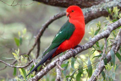 King Parrot Image.jpg