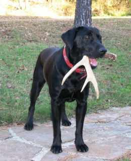 LAB WITH ANTLER.jpg