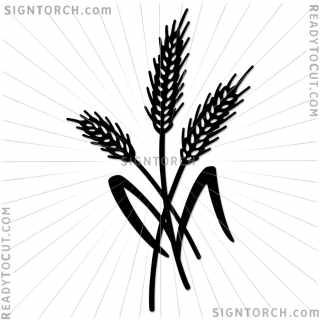 wheat4717.jpg